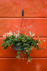 花盆与红墙背景上的花朵图片