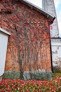 一所房子的砖红墙秋天的红叶图片