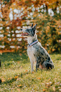 秋叶中的边境牧羊犬图片