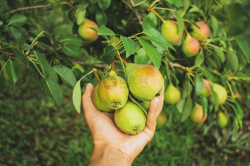 成熟的梨树果实收获园艺农业图片