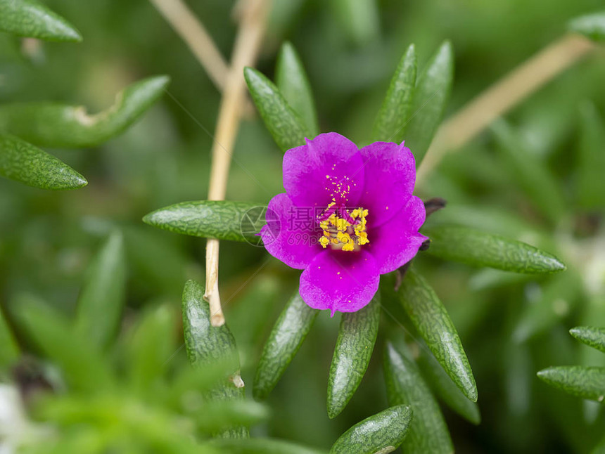 关闭粉色波图拉卡花朵科学名称Portulacaolet图片