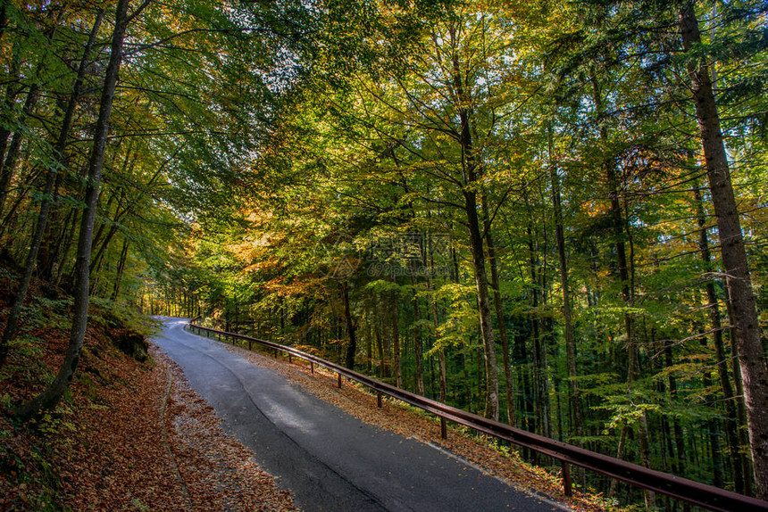 秋天在森林里的山路上弯图片
