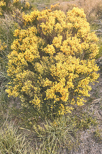Cytisusoromediterraneus花着黄花的灌木图片