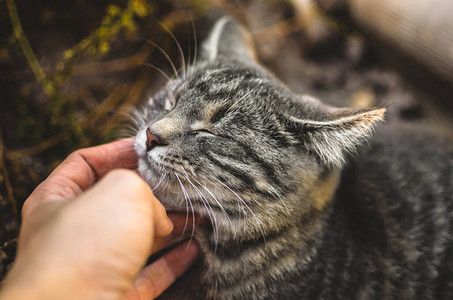 灰色小猫用手抓闭上眼睛感到满意图片