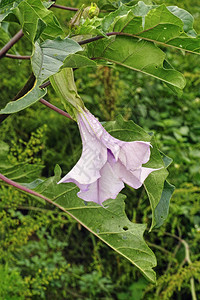 曼陀罗stramonium品种tatula花和叶子图片