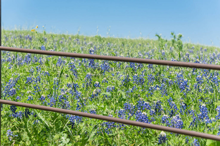 美国得克萨斯州乡村的乡村围栏沿线美丽的矢车菊花田图片