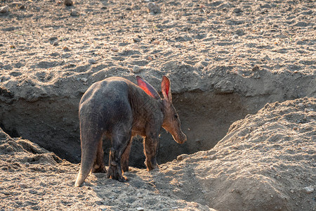 AardvarkAnteater站在非洲纳米比亚卡拉哈里沙漠滩上图片