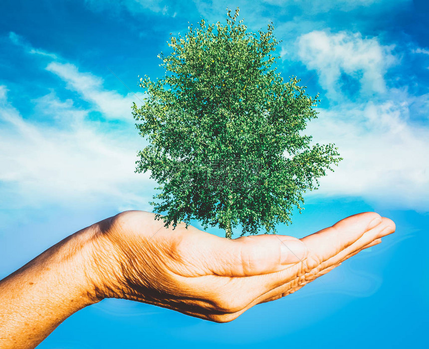 手拿着绿树全球变暖拯救地球图片