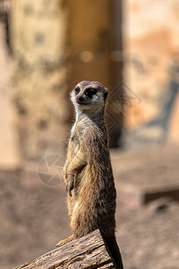 有趣的动物Meerkat在德图片