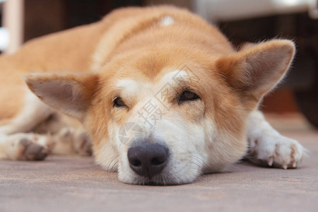 在水泥地板上睡觉的棕色狗图片