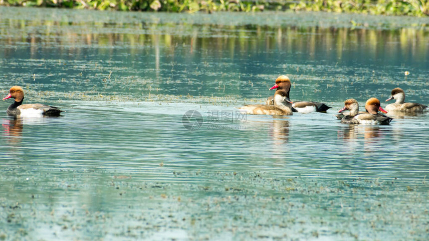 红冠潜鸭水鸭鸟Nettarufina在湿地游泳在德克萨斯州墨西哥佛罗里达州阿巴拉契湾钱德勒尔群岛尤卡坦半岛大西洋沿岸罗德岛和佛罗图片