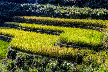 劳动密集型北越延白省MuCangChai区稻田的景观背景