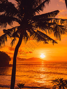 海边热带海滩的椰子棕榈图片