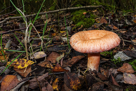 浅深的野外背景森林底层的花栗形状蘑菇Dough图片
