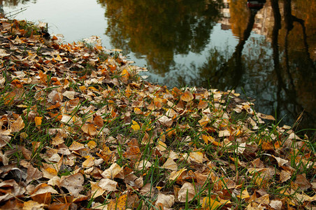 池塘岸边落下的黄叶图片