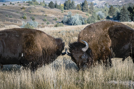 两只野牛在蒙大拿的鹿和比图片