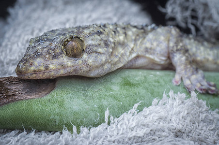 野生Gecko蜥图片