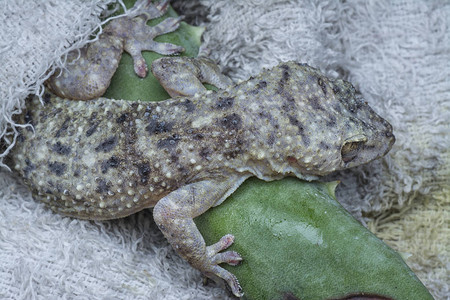 野生Gecko蜥图片