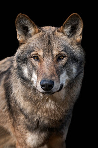 灰狼CanisLupus的图片