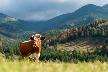 夏季在牧场放牧的棕色山牛图片