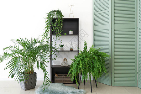 时尚的室内装饰着绿色的室内植物图片
