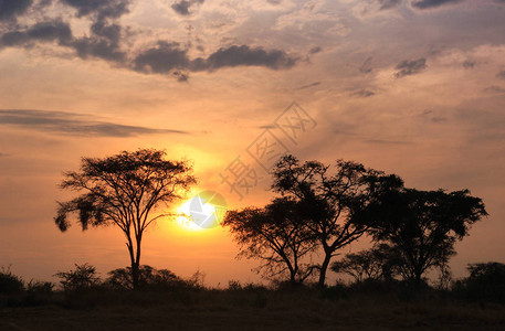 非洲稀树草原上美丽的烈日图片