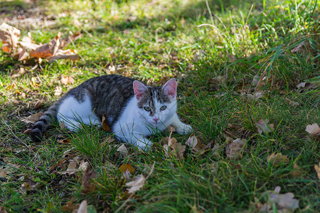 漂亮的小猫咪躺在草图片