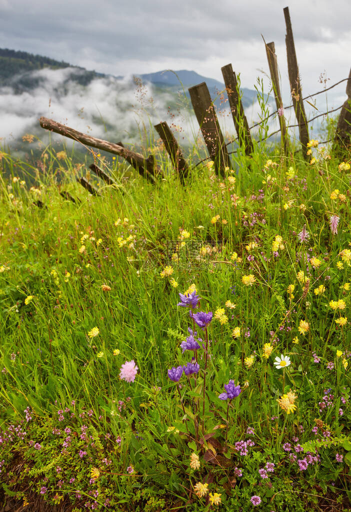 美丽的风景全在阿尔卑斯山与新鲜的绿色草甸和盛开的花朵和白雪皑的山顶在一个阳光明媚的日子与春天的蓝天和图片