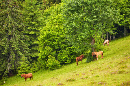 森林的牧场美丽的马匹在木篱附近图片