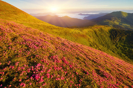美丽的粉红色杜鹃花盛开在山坡上图片