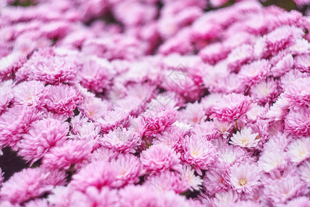 花店里的红菊花束图片