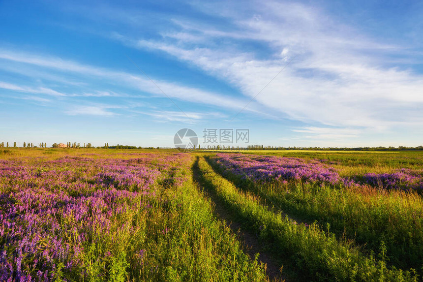 草地上的紫色花朵和日落夏季乡村景观与开花的草地道路和农场春天在田野上的野花开花领域的野花图片