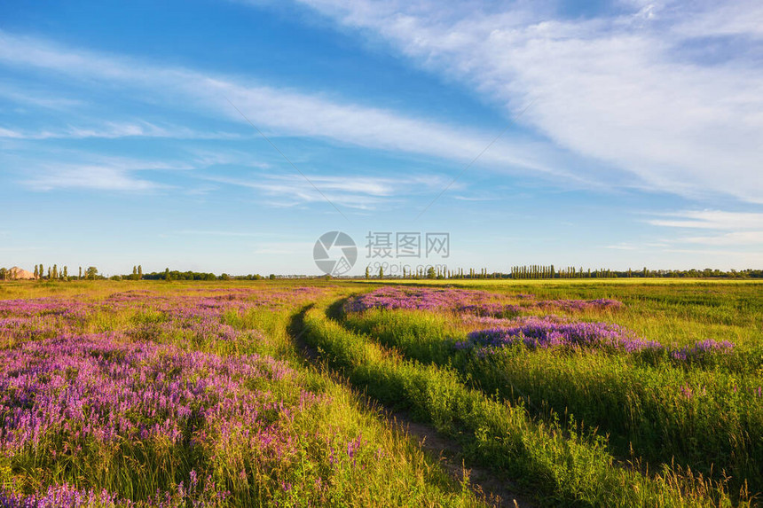 草地上的紫色花朵和夏季乡村景观与开花的草地道路和农场春天在田野上的野花开花领域的野花图片