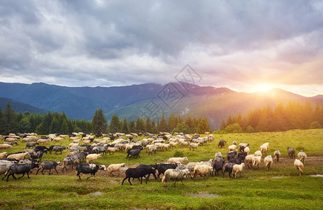 日落时羊群山上草原上的羊群美图片