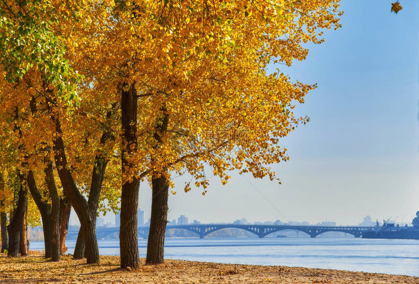 河边的秋树沙上叶子阳图片