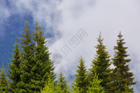 雾中的firtree森林背景图片