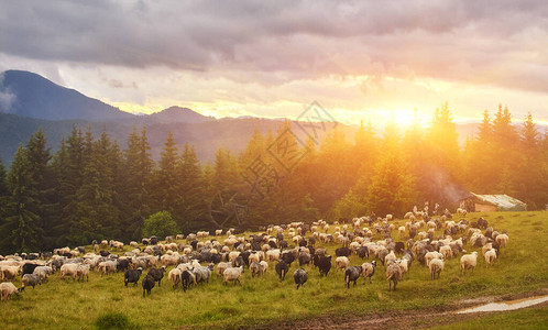 日落时羊群山上草原上的羊群美图片