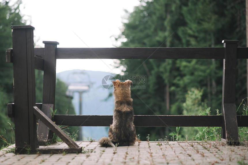 在向前看山风景的一条小的棕色狗的背影图片