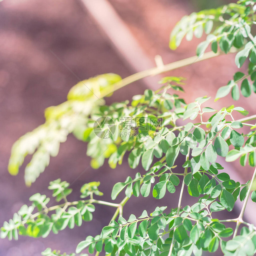美国德克萨斯州家庭花园的选择焦点辣木树原产亚洲热带亚热带地区常见名称包括鼓槌Malungay辣根本图片