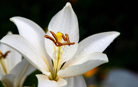 雨后的白百合花蕾夏日花园中露珠中的白百合黑色背图片