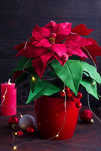 圣诞装饰人造红色的花朵黑色石头背景图片
