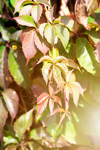 布希的黄红和绿树叶在秋图片
