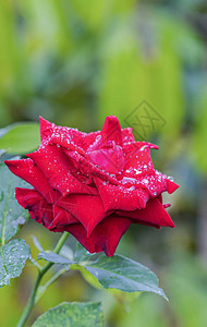 雨后美丽的玫瑰图片