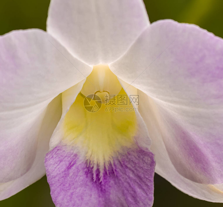 紫兰花为背景盛开图片