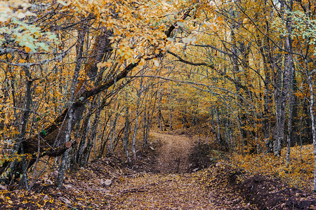 秋天背景黄叶与森林里的木头图片