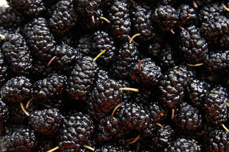 Ripemulberry背景mulber图片