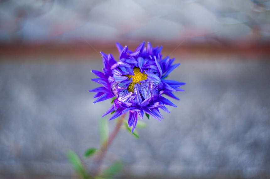 蓝色雪花莲与露珠特写春天的花朵图片