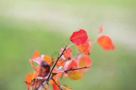 红秋葡萄叶的分枝白种树以图片