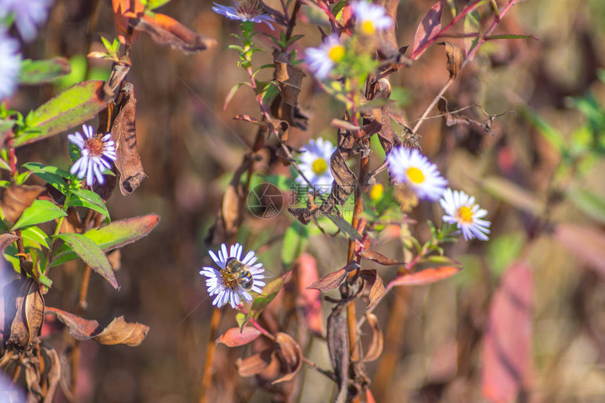 秋日纽约翠菊花上的蜜蜂图片
