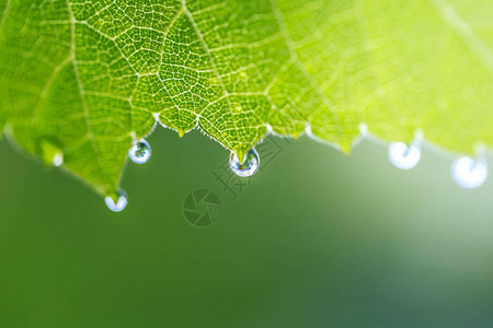 雨林季时树叶上的水滴是生态系统的源泉图片
